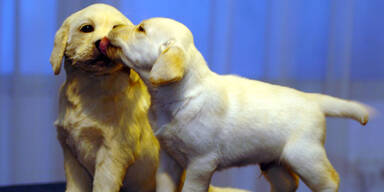 Hundewelpen