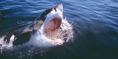 Hai-Attacke: "Er biss mir den Arm ab"