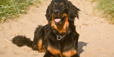 Hovawart Hund