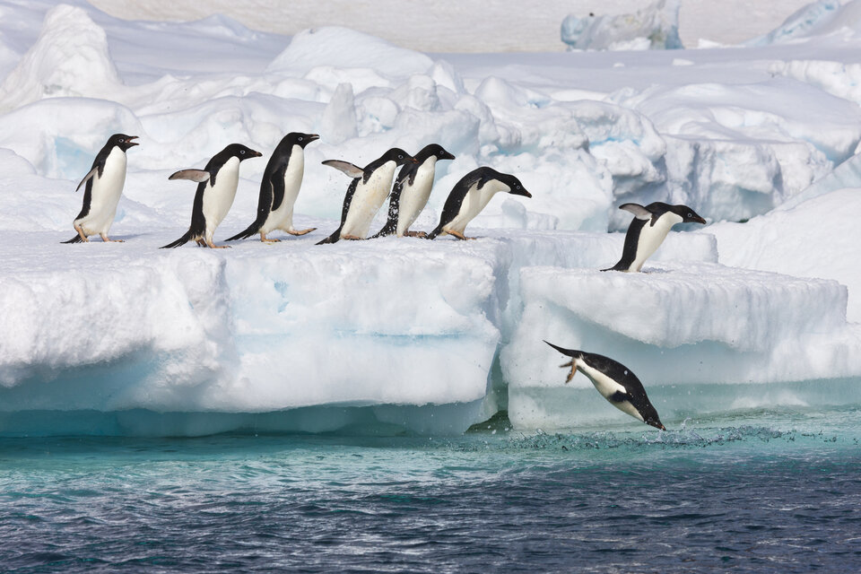 Die Le Soléal besucht die rund 400.000 Königspinguine von Südgeorgien.