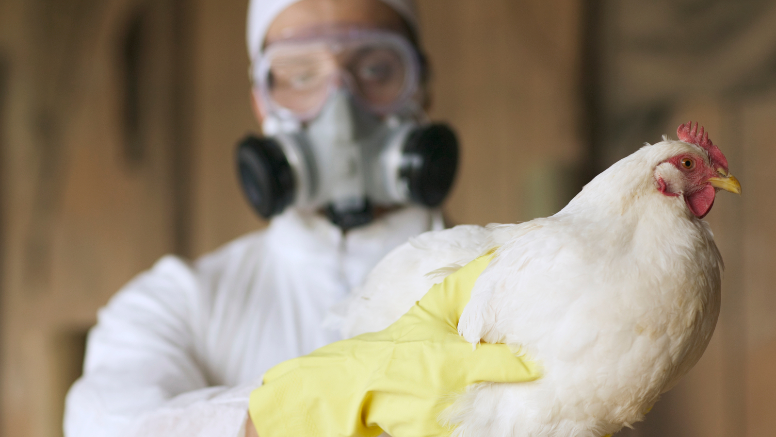 Erster Fall von H5Vogelgrippe beim Menschen gemeldet