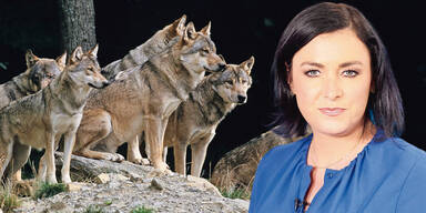 Ministerin gibt Wölfe zum Abschuss frei