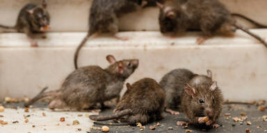 Ratten
