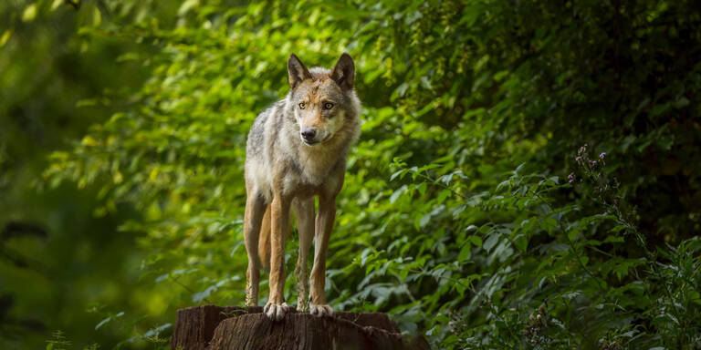 Wolf