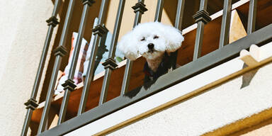 Hund Balkon