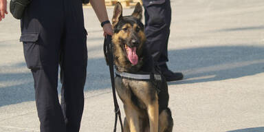 Polizei Polizeihund