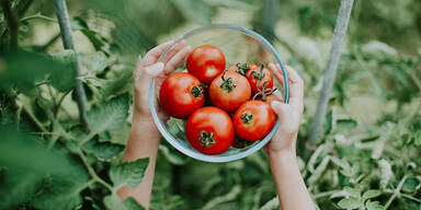 Tomaten