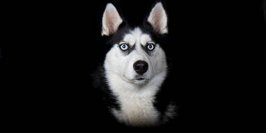 Husky