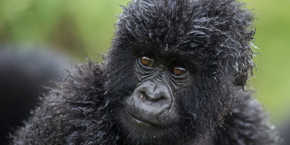 Gorilla Nachwuchs