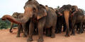 Elefanten-Waisenhaus taufte 15 Baby-Elefanten