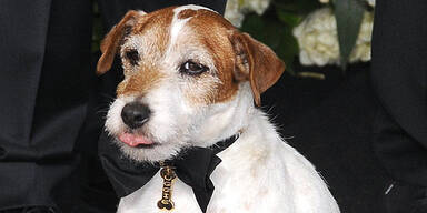 Hund Uggie: Nach Oscar in Rente