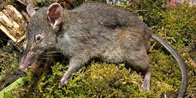 Fast zahnlose Ratte lutscht Regenwürmer