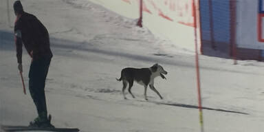Flitzer-Hund zeigt Ski-Stars die Ideallinie