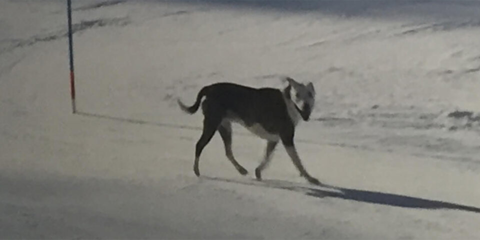 Flitzer-Hund zeigt Ski-Stars die Ideallinie