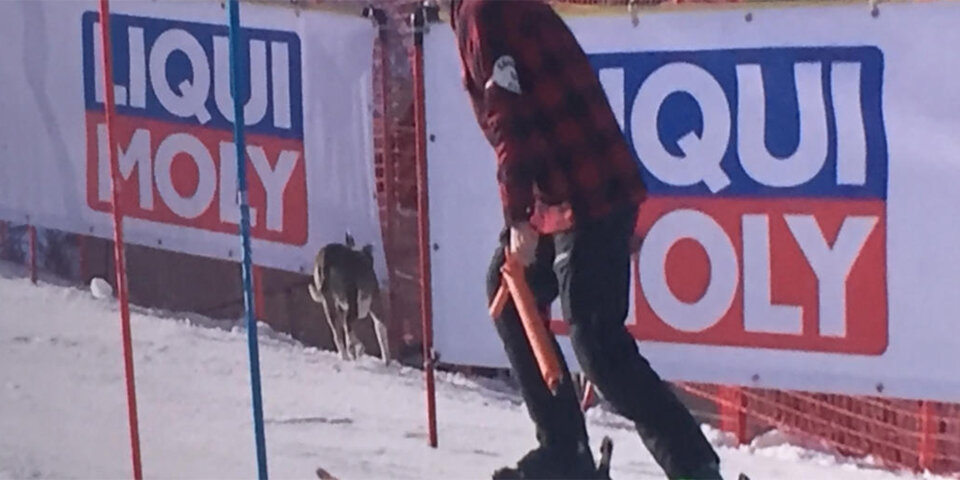 Flitzer-Hund zeigt Ski-Stars die Ideallinie