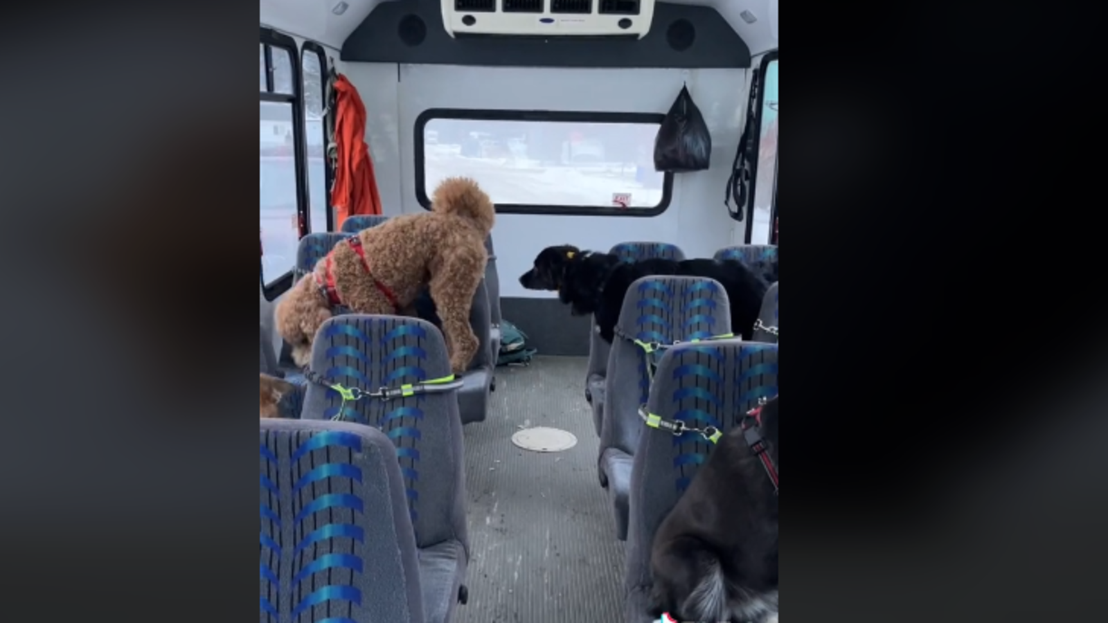 Herziges Video Hunde kennen im Bus ihren Platz