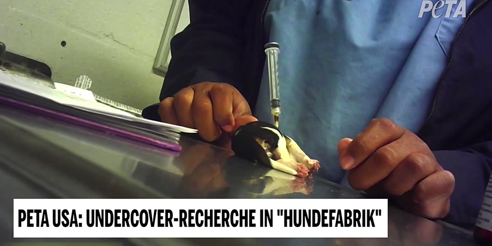 Toter Hundwelpe mit Spritze im Körpfer in einer sogenannten