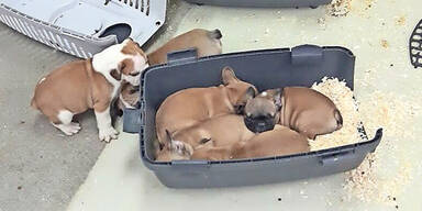 Welpenhändler mit 47 Hunde-Babys gestoppt