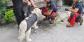 Waisen-Hund aus Bergnot gerettet