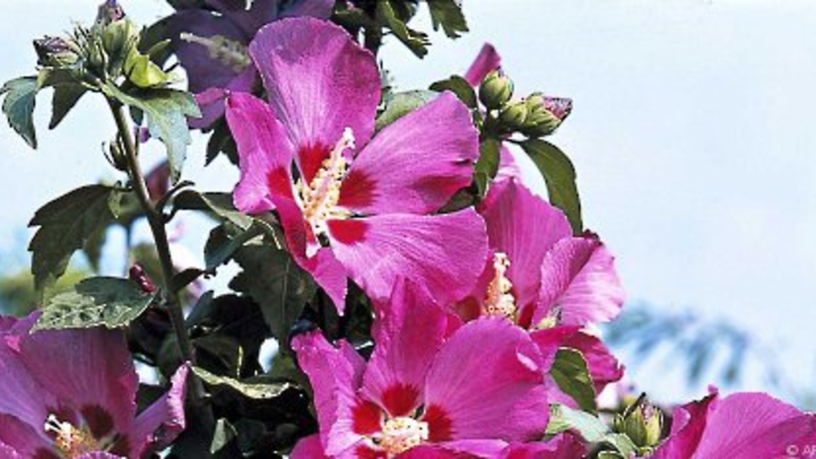 Neue winterharte GartenhibiskusSorten