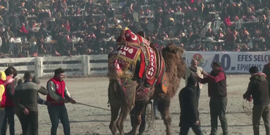 Kamelwrestling (2).png