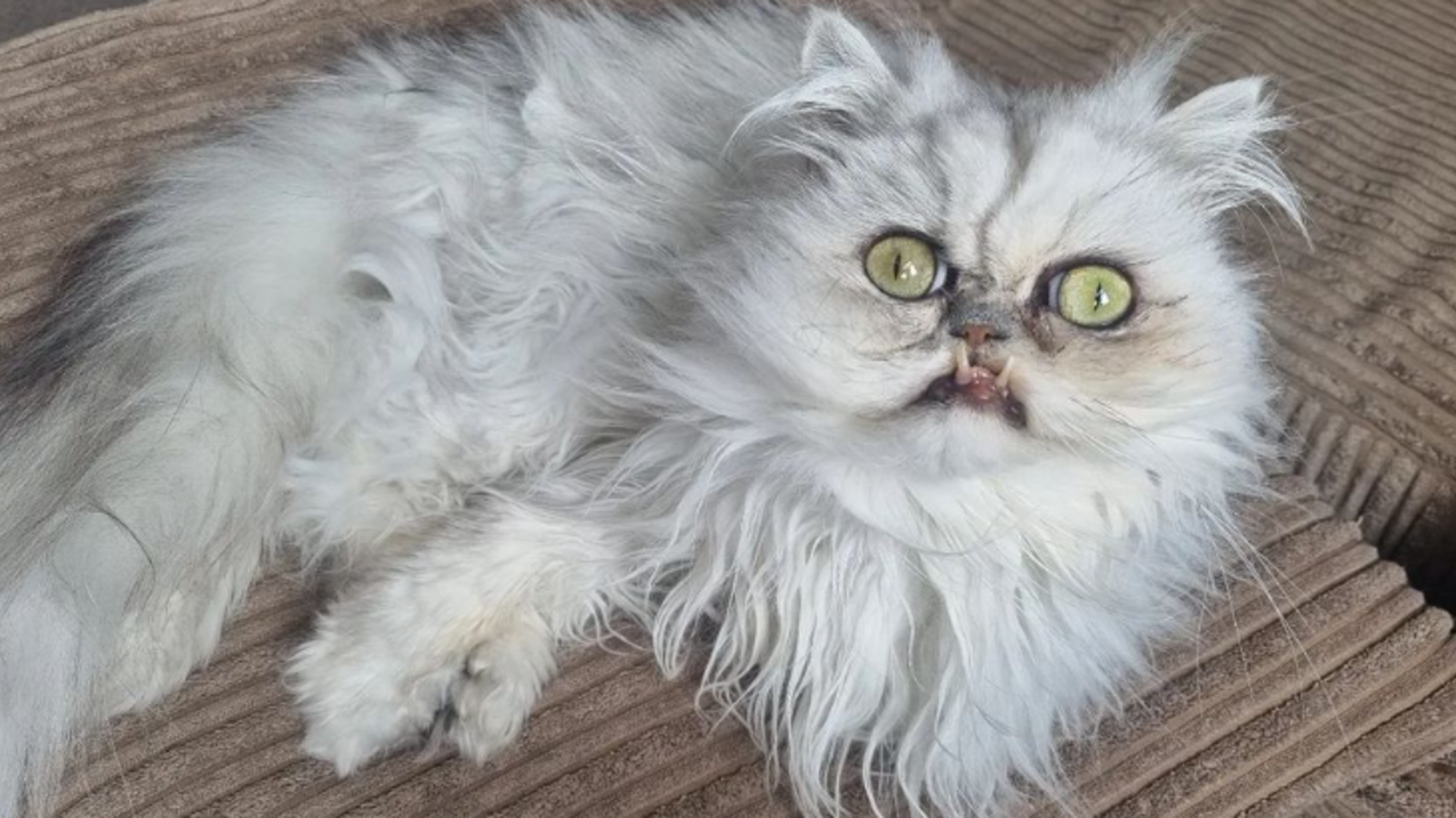 Hässlichste Katze der Welt ist Social MediaStar