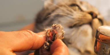Brutaler Tierquäler schneidet Katze Zehen ab
