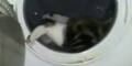 Tierquäler wirft Katze in Waschmaschine
