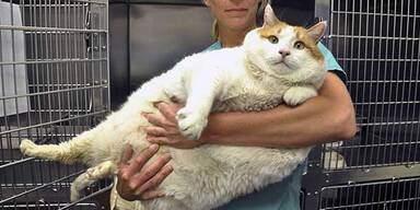 VIDEO Das ist die fetteste Katze der Welt