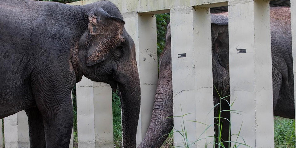 Elefant Kavaan in Kambodscha