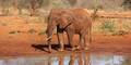 Kenia TsavoNP Roter Elefant