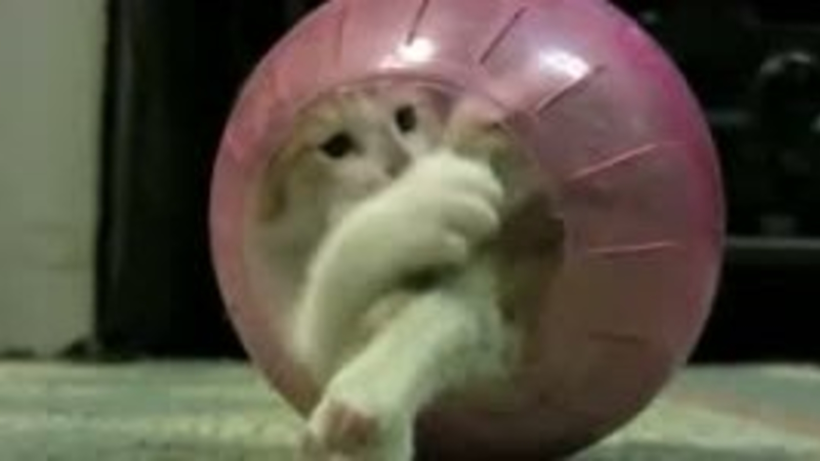 Katze verfängt sich in Hamsterball