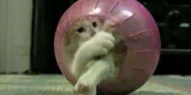 Katze verfängt sich in Hamsterball