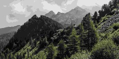 Duftende Waldluft für zuhause