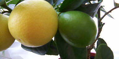 Kreuzung von Limette mit Kumquat
