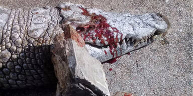 Irre Zoo-Besucher steinigen Krokodil zu Tode