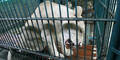 Löwen bei Razzia in Bangkok sichergestellt