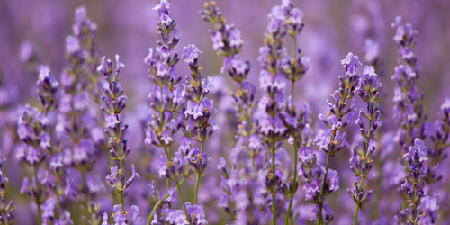 Lavendel