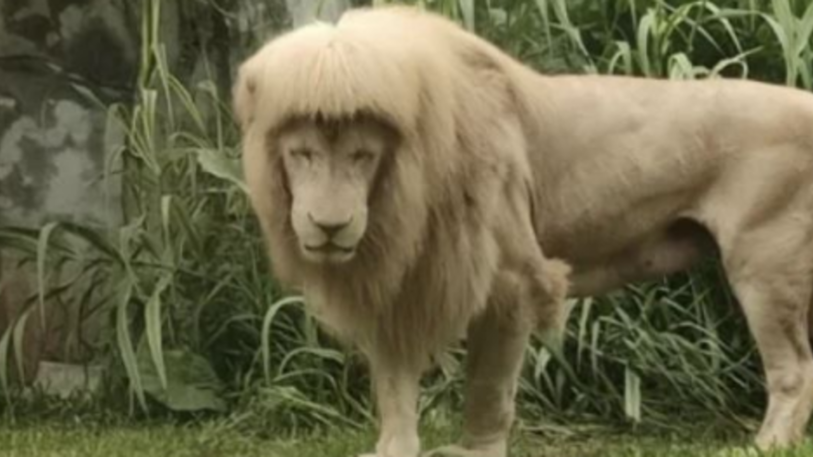 Dieser Zoo macht Löwen einen VokuhilaHaarschnitt