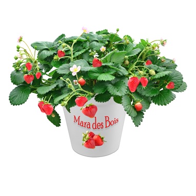 Mara des Bois