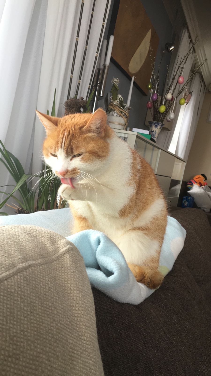 Katze Meggy Hinterglemm