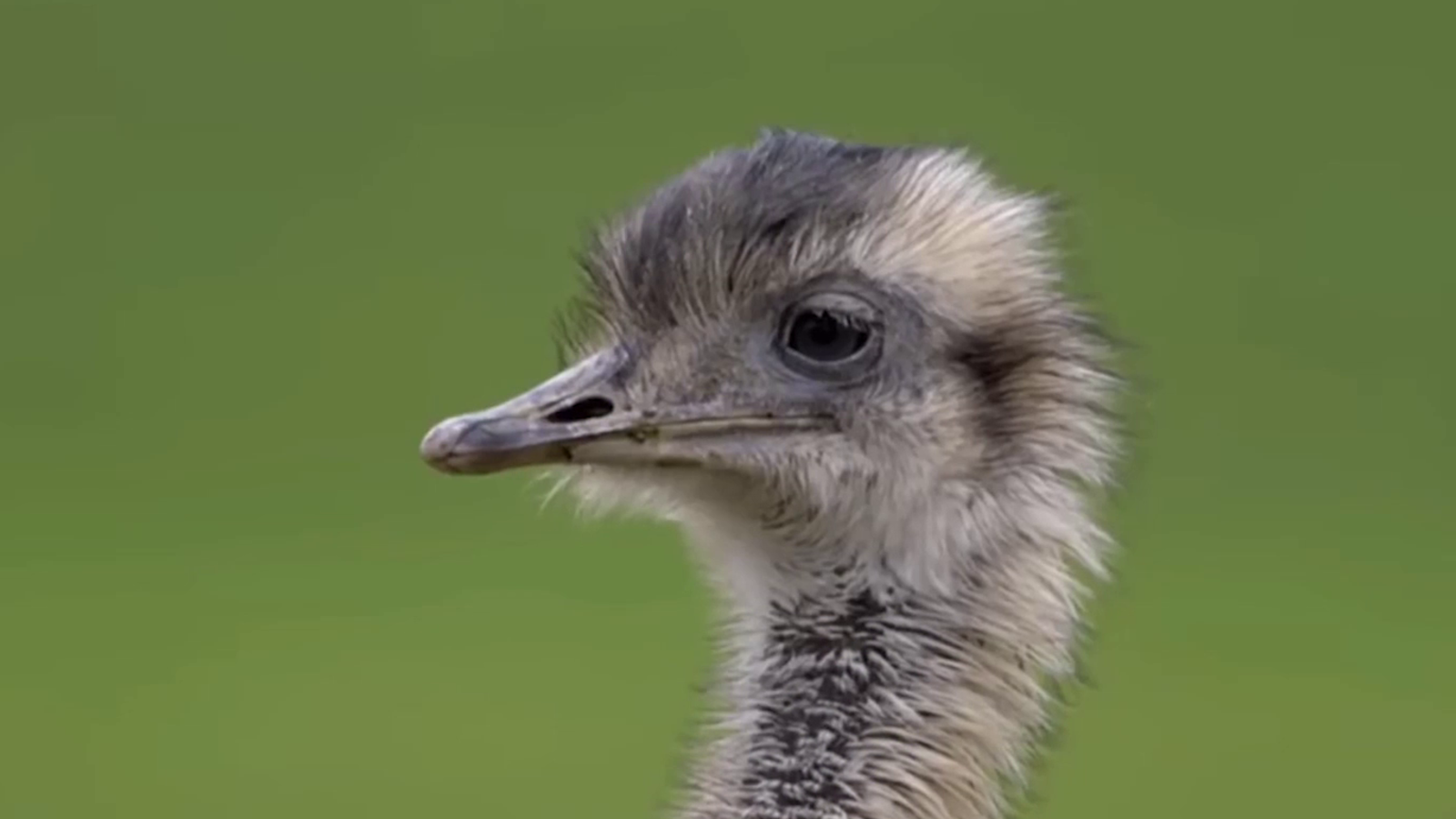 Artbestand gesichert Wilde Nandus in Deutschland
