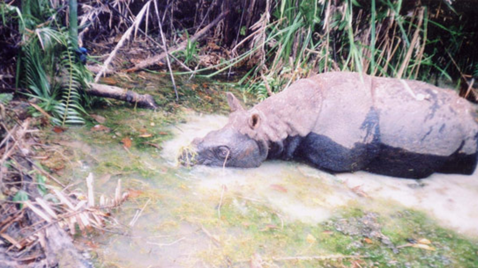 Wilderer schlugen zu: Java-Nashorn in Vietnam ausgerottet
