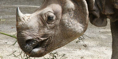 Irre Tierquäler töten Nashorn in Zoo bei Paris