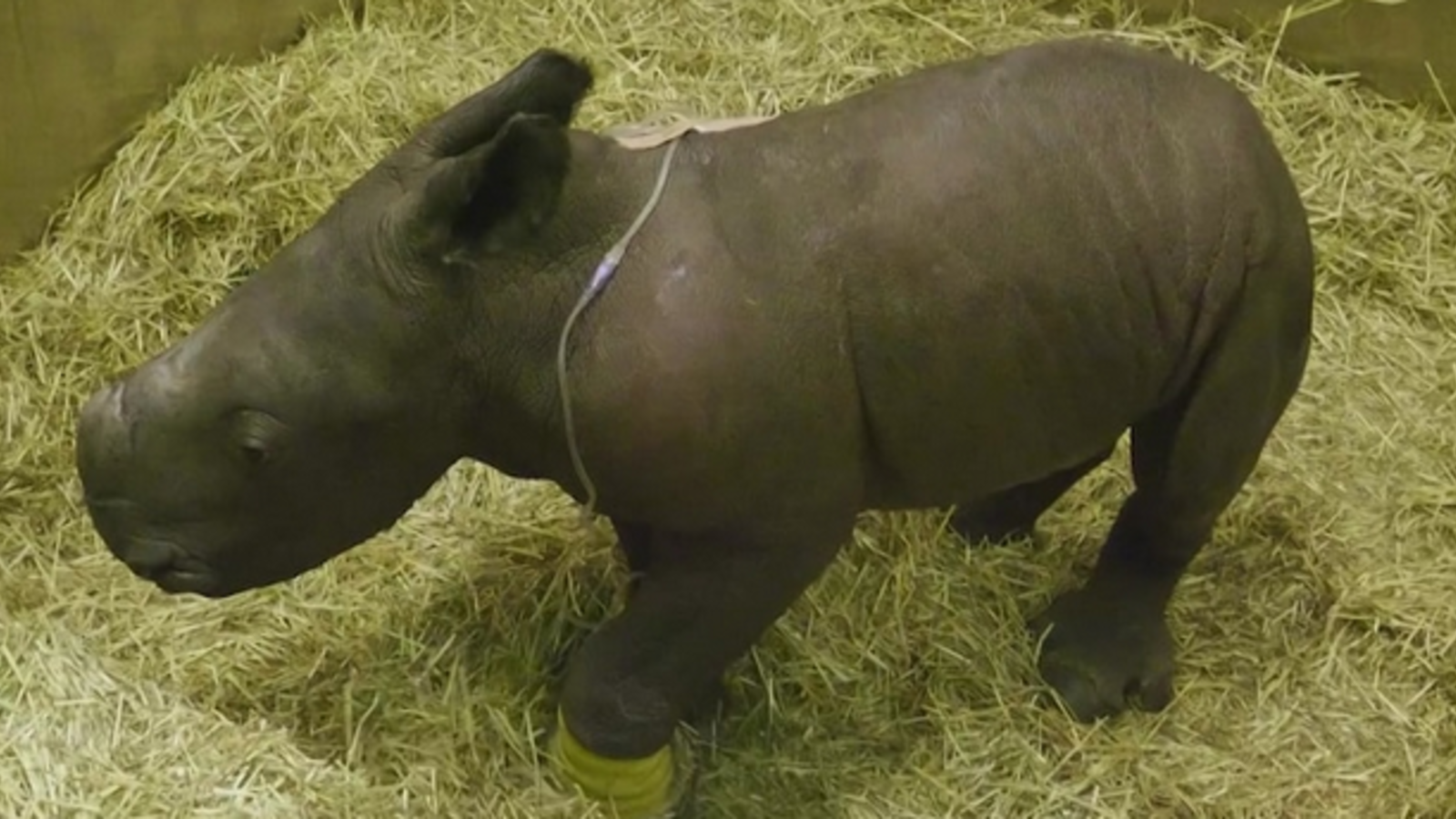 Nashorn Nachwuchs Weltweit _ Berliner Forscher sorgen für Nashorn ...