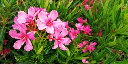 Oleander