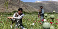 Opium-Anbau auf rasantem Vormarsch