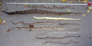 Rätsel um neun tote Schlangen in Großgmain
