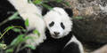 Panda-Star Fu Bao erkundet sein Gehege