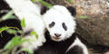 Panda-Baby Fu Bao zeigt sich erstmals